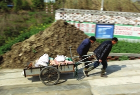 3月15日，新豐鎮竹林村，工作人員用推車將死豬運往病死豬無害化處理池進行處理。
