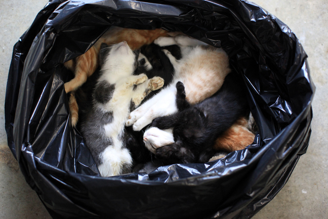 垃圾袋里的流浪動物：無人領養遭安樂死