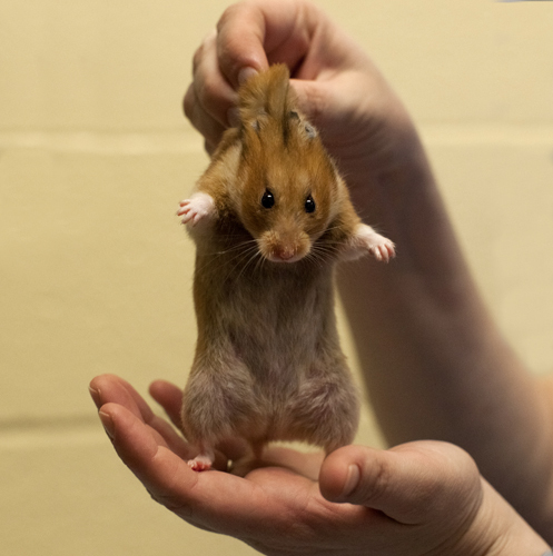 垃圾袋里的流浪動物：無人領養遭安樂死
