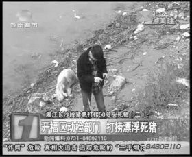 開福區(qū)相關(guān)部門負(fù)責(zé)人在三汊磯大橋湘江邊調(diào)查漂來的死豬。