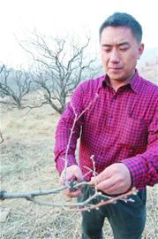 城陽山區大片果樹枯死 村民擔憂吃水成難題