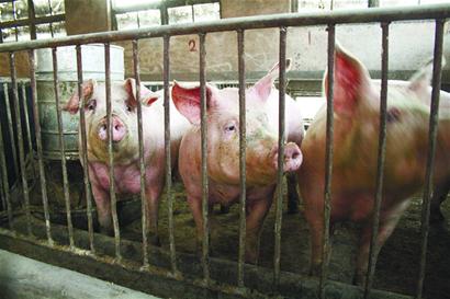 豬肉暴跌養殖戶“肉疼”“三年怪圈”何時破解？