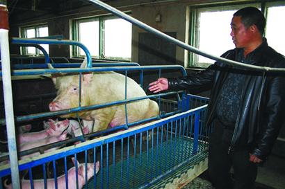 豬肉暴跌養殖戶“肉疼”“三年怪圈”何時破解？