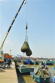 膠州東營碼頭蛤蜊大量收獲搶紅島“頭彩”，全市蛤蜊每天約消費50噸