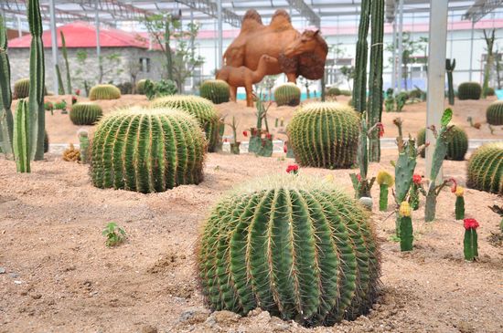 城陽打造首家熱帶觀賞園 南國植物現青島 城陽打造首家熱帶觀賞園 南國植物現青島