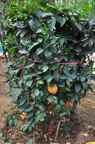 城陽打造首家熱帶觀賞園 南國植物現青島 城陽打造首家熱帶觀賞園 南國植物現青島