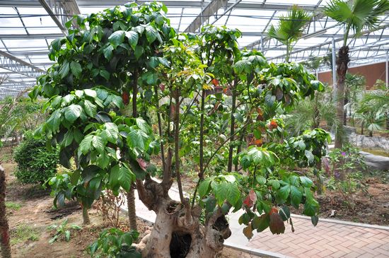 城陽打造首家熱帶觀賞園 南國植物現青島 城陽打造首家熱帶觀賞園 南國植物現青島