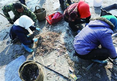 鲅魚產量較往年大幅減少 恐步小黃花后塵