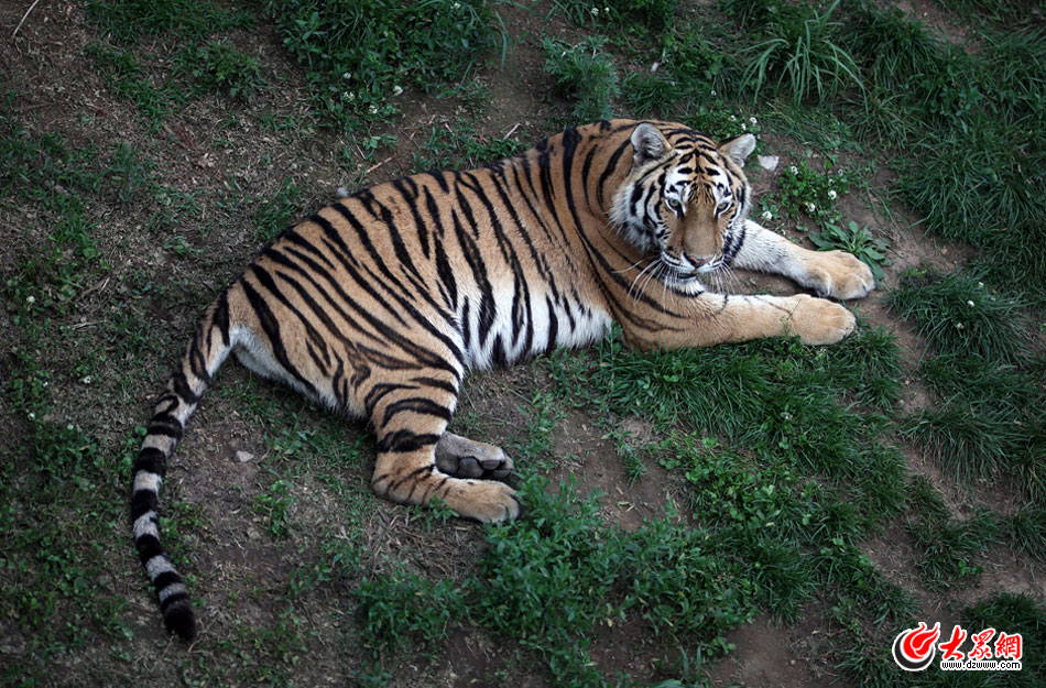 西霞口神雕山野生動物自然保護區位于威海的榮成市成山鎮西霞口村東北處，臨海兀立，山勢陡峭。總投資已超過1億元，全區占地3800畝，是全國最大的、風格最獨特的海岸野生動物自然保護區。