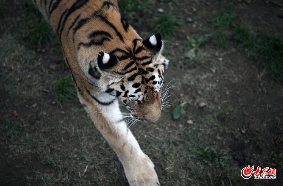 西霞口神雕山野生動物自然保護區位于威海的榮成市成山鎮西霞口村東北處，臨海兀立，山勢陡峭。總投資已超過1億元，全區占地3800畝，是全國最大的、風格最獨特的海岸野生動物自然保護區。