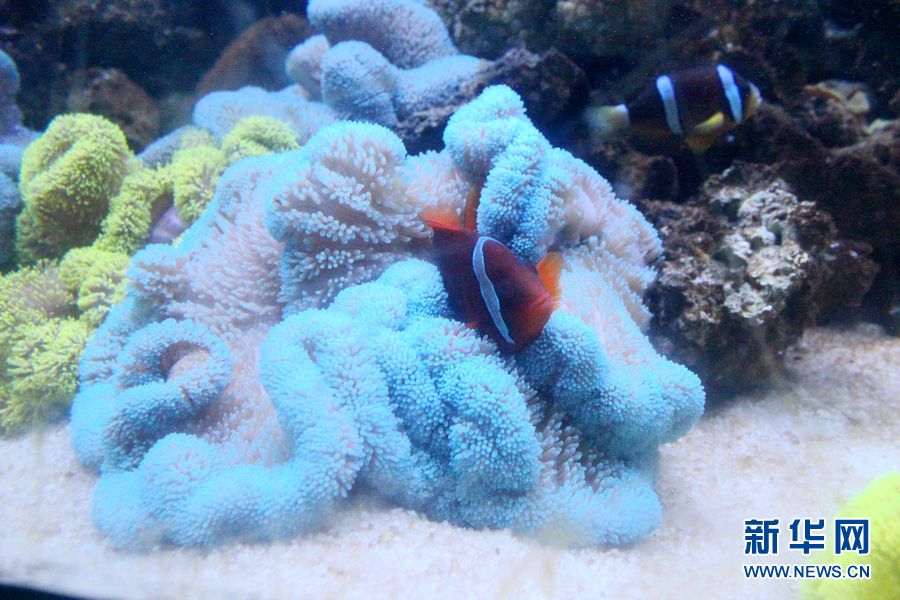 泉城海洋極地世界：躲在珊瑚中的小丑魚
