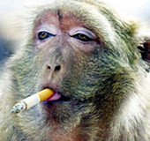 酷勁十足表情銷魂！盤點動物抽煙爆笑瞬間