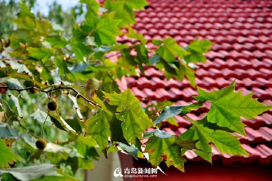 青島發布大風藍色預警 冷空氣致最低溫5℃