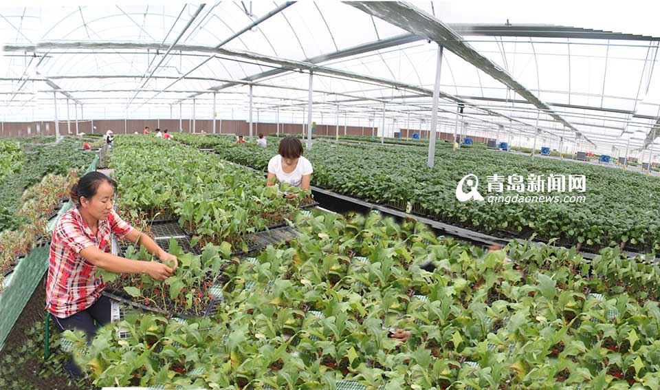 省農村信用聯社：服務三農 打造普惠金融(圖)