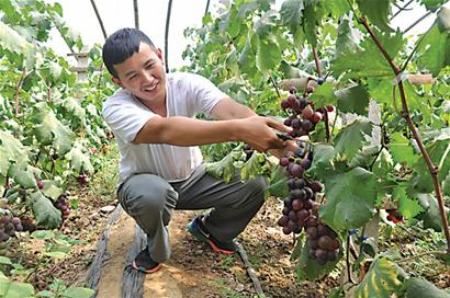 大學生回鄉創業種葡萄年賺百萬 欲帶領村民致富