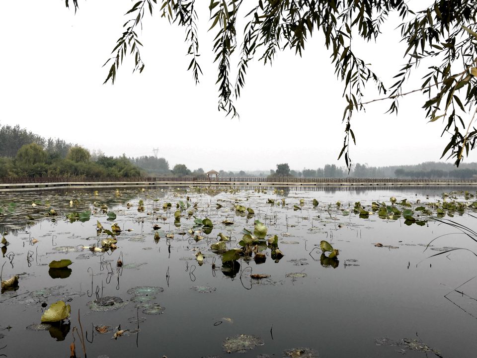 吞進污水吐出清泉 武河濕地為臨沂“凈水”再添猛將